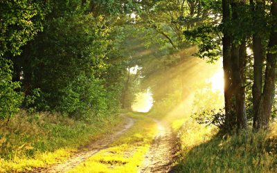 Imageryst is committed to a sustainable future