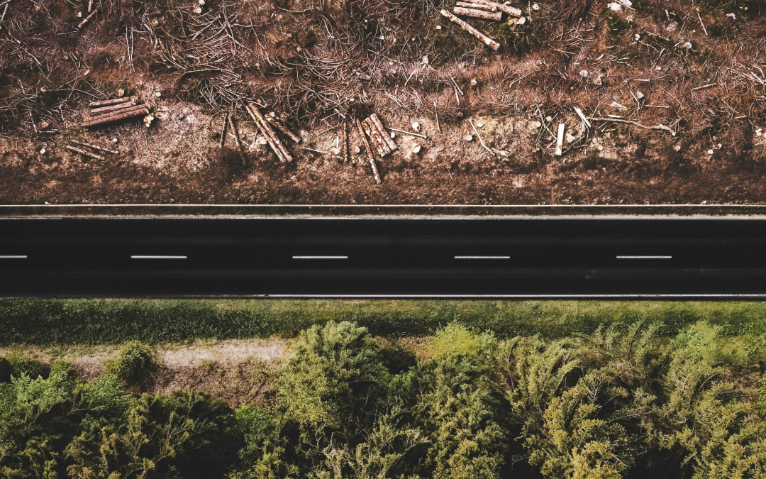 How to monitor deforestation and meet compliance with EU regulations