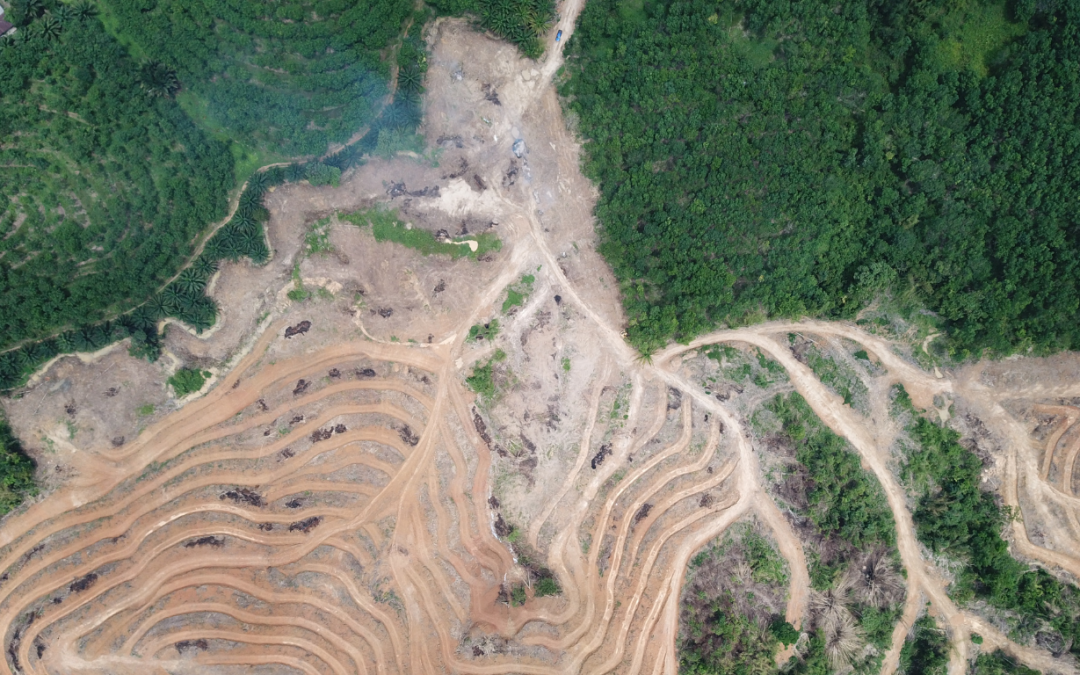 How Satellite Imagery Helps Ensure EUDR Compliance